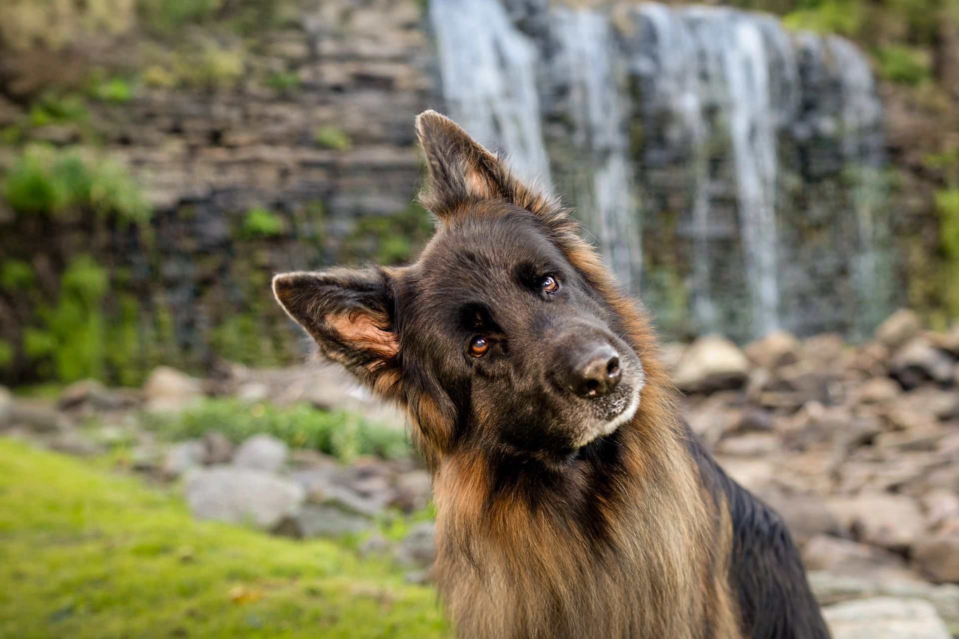 Spring and summer pet photography session outdoors